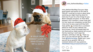 Pet Influencers Are Taking Over Because Human Influencers Keep Messing It Up